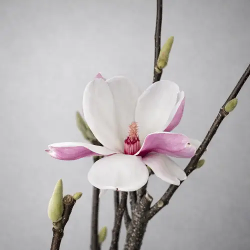Магнолия
